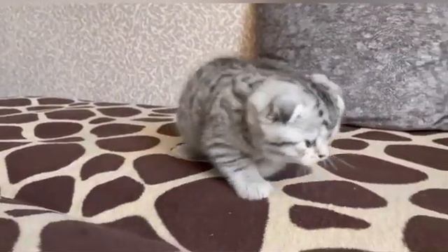 Шотландский котенок, вискас смотреть онлайн