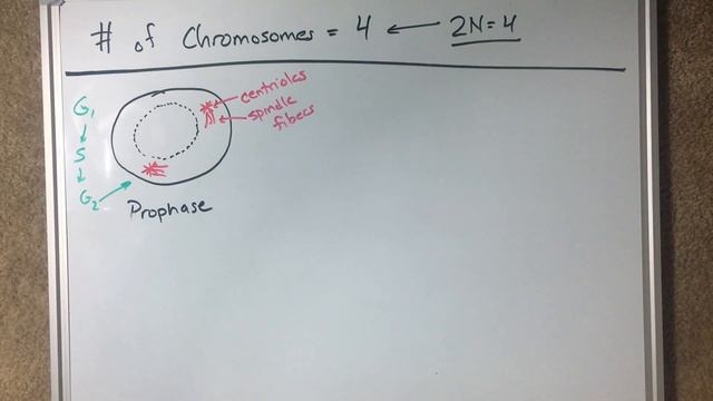 Mitosis Diagrams Drawing Demo - Virtual Lab смотреть онлайн
