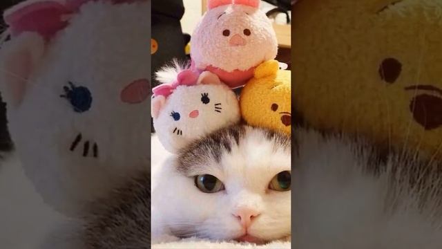 ?Картинки Котиков :3 смотреть онлайн