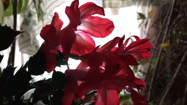 🌹My beautiful red Thanksgiving Cactus flowering houseplant is re blooming 2/14/2019🌹 смотреть онлайн