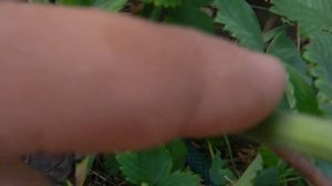 Самая простая и надежная прививка винограда