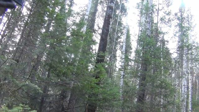 Рыба в Центре Внимания