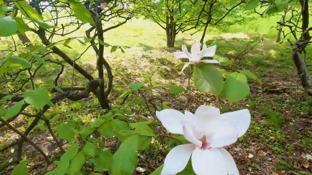 Прогулка по саду сакур в парке им. Гришко в Киеве смотреть онлайн
