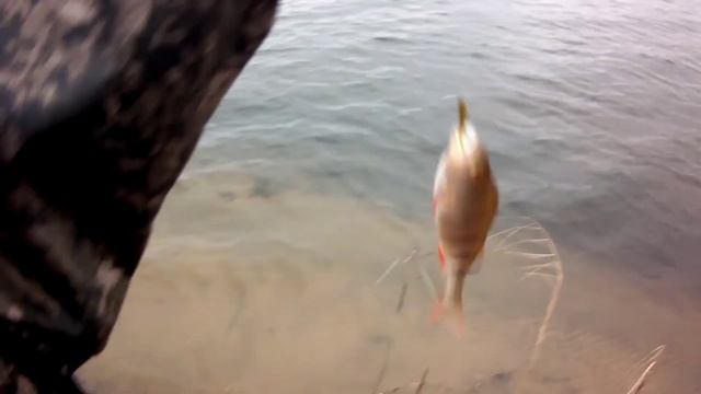 Ловля окуня поздней осенью.Тестируем костюм,катушку и активаторы клёва. смотреть онлайн