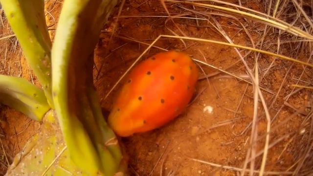 Как есть кактусы! Инструкция! Чумбо -сладкий плод кактуса! смотреть онлайн