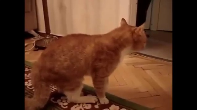 Возмущенный кот смотреть онлайн