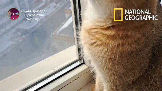 Телеканал National Geographic (Дикая Природа). Пучебрюхий Грибожуй
