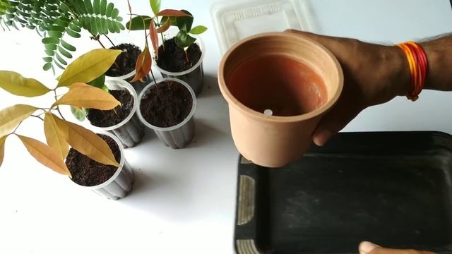 how to grow chiku/Sapodilla/Sapota plant from seeds.चीकू को बीज से उगाऐ । смотреть онлайн