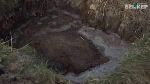 Колоновидные дерева - правильная посадка и уход. Компактные плодовые деревья в саду.