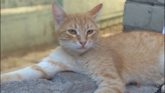 Ностальгия! Юноша Кот Песенка "Ой вы Гуси лебеди"! смотреть онлайн