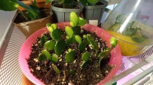 НЕУДАЧИ В ВЫРАЩИВАНИИ РИПСАЛИДОПСИСОВ И ДЕКАБРИСТОВ! СПОСОБ РЕАНИМАЦИИ !