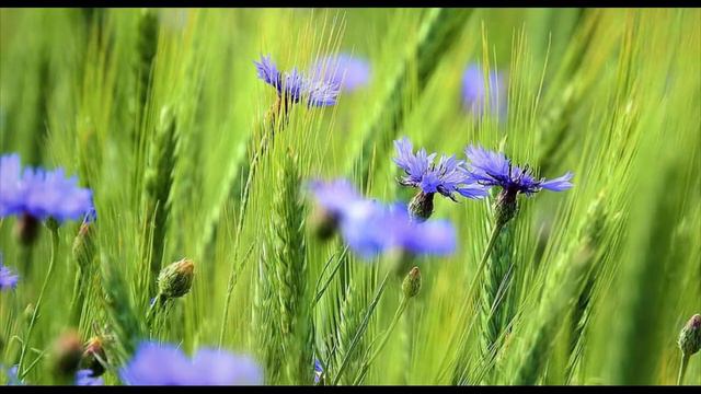 Памяти матери и бабушки смотреть онлайн