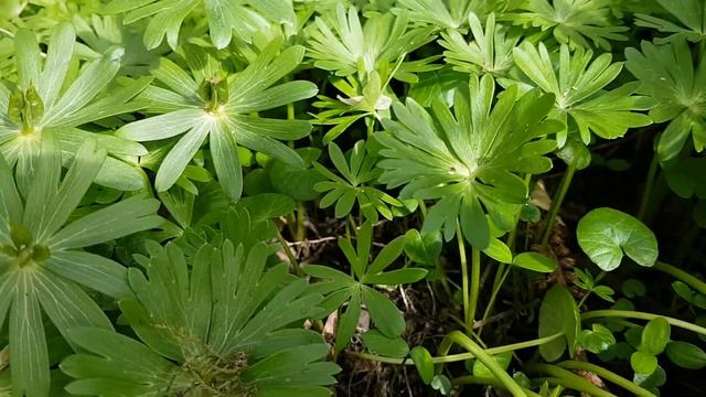 Winterling - Unreife Früchte - 05.04.18 (Eranthis hyemalis) - Wildpflanzen-Bestimmung смотреть онлайн
