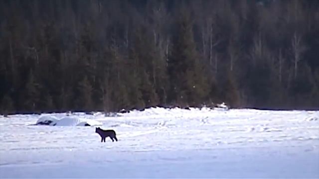 НЕВЕРОЯТНАЯ ВСТРЕЧА ВОЛКА И СОБАКИ смотреть онлайн