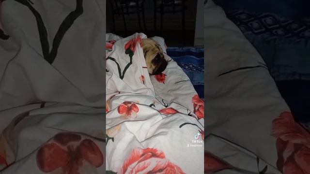 ленивый мопс #мопсихамуза #собака #животные #милота #питомец #тикток #tiktok #tiktokvideo смотреть онлайн