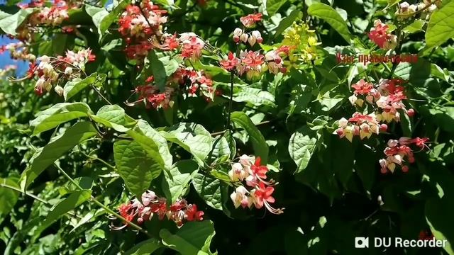 И Бог сказал мне НЕТ.... ( до глубины души) смотреть онлайн