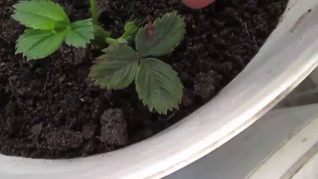 Первые эксперименты с клубникой Елизаветой ! Делаем теплые грядки в теплице для ранних огурцов! смотреть онлайн