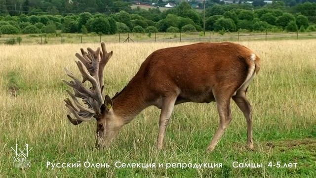Оленья ферма Русский Олень Самцы 4-5 лет смотреть онлайн