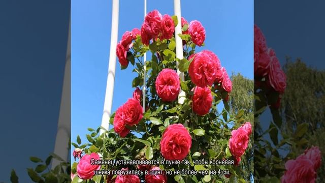 Роза Маритим (Maritim) — характеристики и особенности