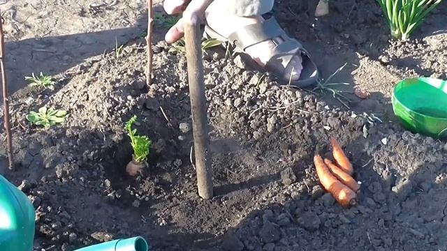 Посадка моркови на семена. Высадки морковки, для семян смотреть онлайн