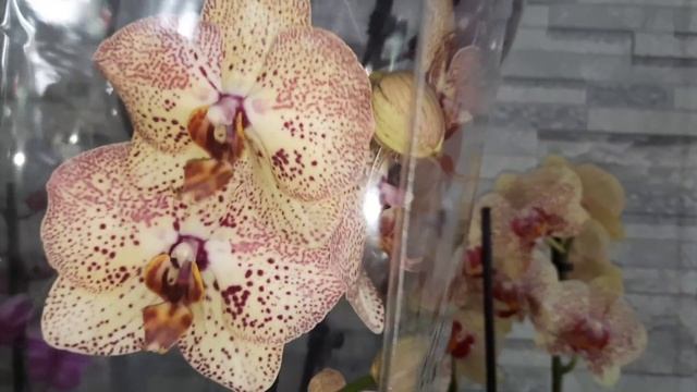 ПОКУПКИ ОРХИДЕЙ ДЛЯ ПОДПИСЧИКОВ/ПРОДОЛЖЕНИЕ/15.05.22/ смотреть онлайн
