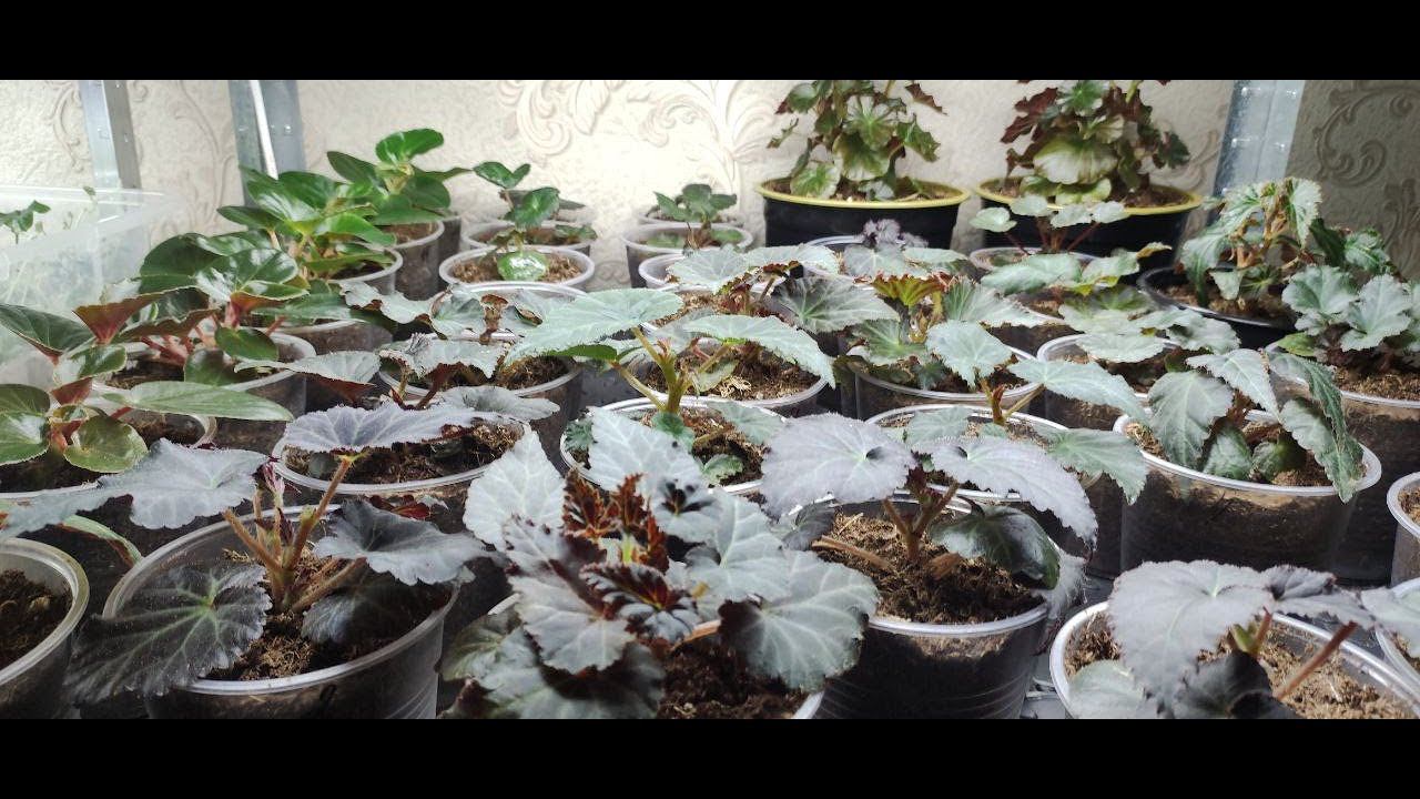 Бегония из семян. Как правильно сделать перевалку и поливать бегонии. Прищипка бегонии. Лучший грунт смотреть онлайн
