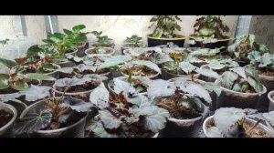 Бегония из семян. Как правильно сделать перевалку и поливать бегонии. Прищипка бегонии. Лучший грунт