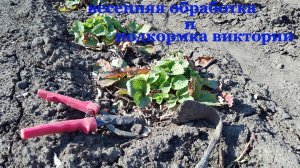 Весенняя обработка посадки Виктории.