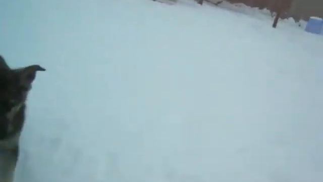 Питомник 