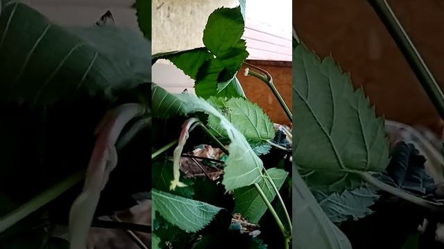 долгожданные саженцы ежевики от "Ежевика ТV" смотреть онлайн