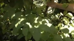 Посадка, уход, агротехника. Актинидия – это киви