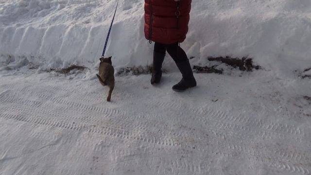 Доча выгуливает щенка по имени Джек. 02.12.2019 год. смотреть онлайн