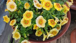 калибрахоа, я почти справилась с ней!