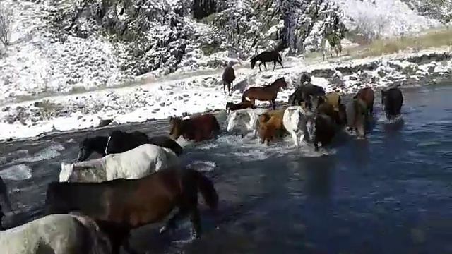 Отгон табуна из кусура в зимнее пастбище смотреть онлайн