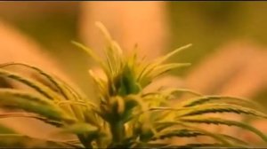 Как растет конопля   от семени до шишки