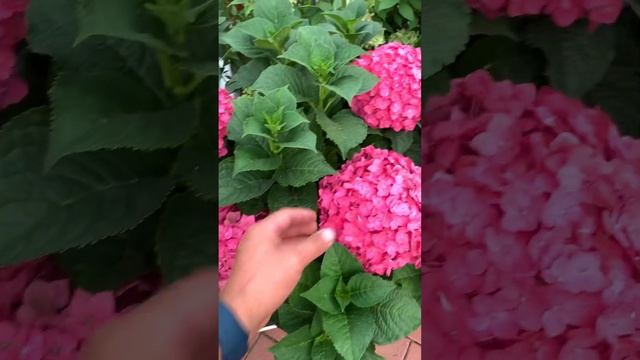 Гортензия Endless Summer Summer Love/Summer Crash C25л 5 лет эксклюзив 2022г ☎️8-926-645-46-99