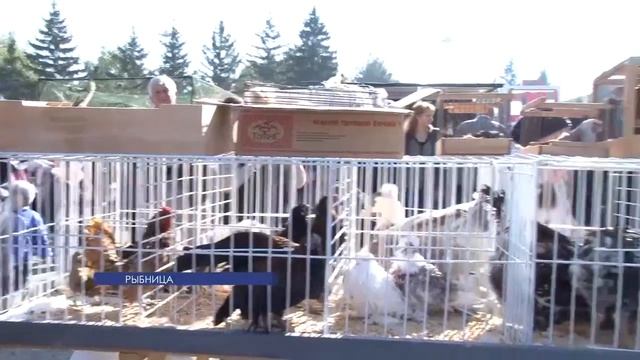 В Рыбнице прошла выставка-ярмарка голубей и других декоративных птиц