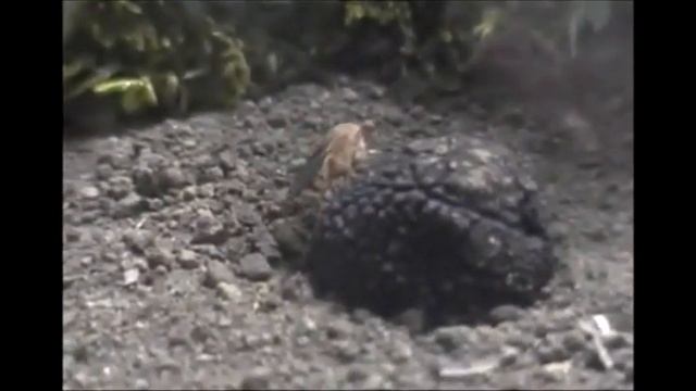 La mosca del tartufo смотреть онлайн