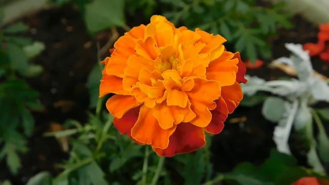 Красивая расслабляющая музыка снимает стресс. Релакс. Антистресс. смотреть онлайн