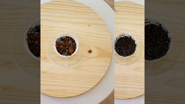 Chunky Soil Mixture for Houseplants | #25DaysofPlantmas 🌲Day 8 смотреть онлайн