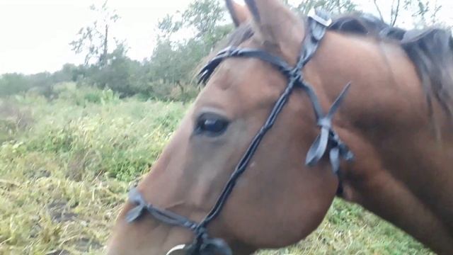 Аланская уздечка. смотреть онлайн