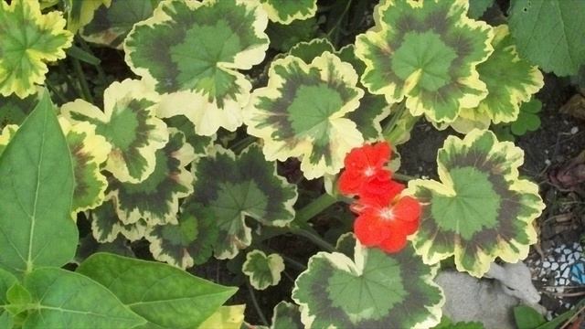 My Garden 2010 Lavender And Geranium And Flowers