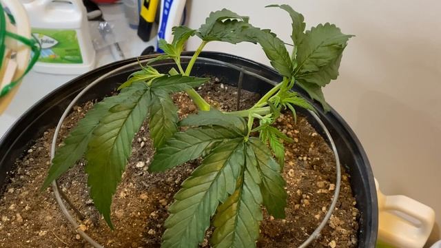 Mainlining for cola’s - 2nd Topping- giveaway смотреть онлайн