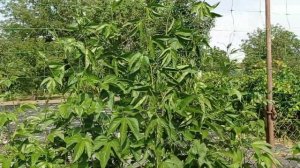 Маракуйя северная в открытом грунте. Взрывной рост и море цветов.