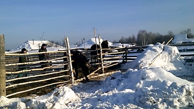 КАК ЗАПРЯГАТЬ НЕОБУЧЕННУЮ ЛОШАДЬ. смотреть онлайн