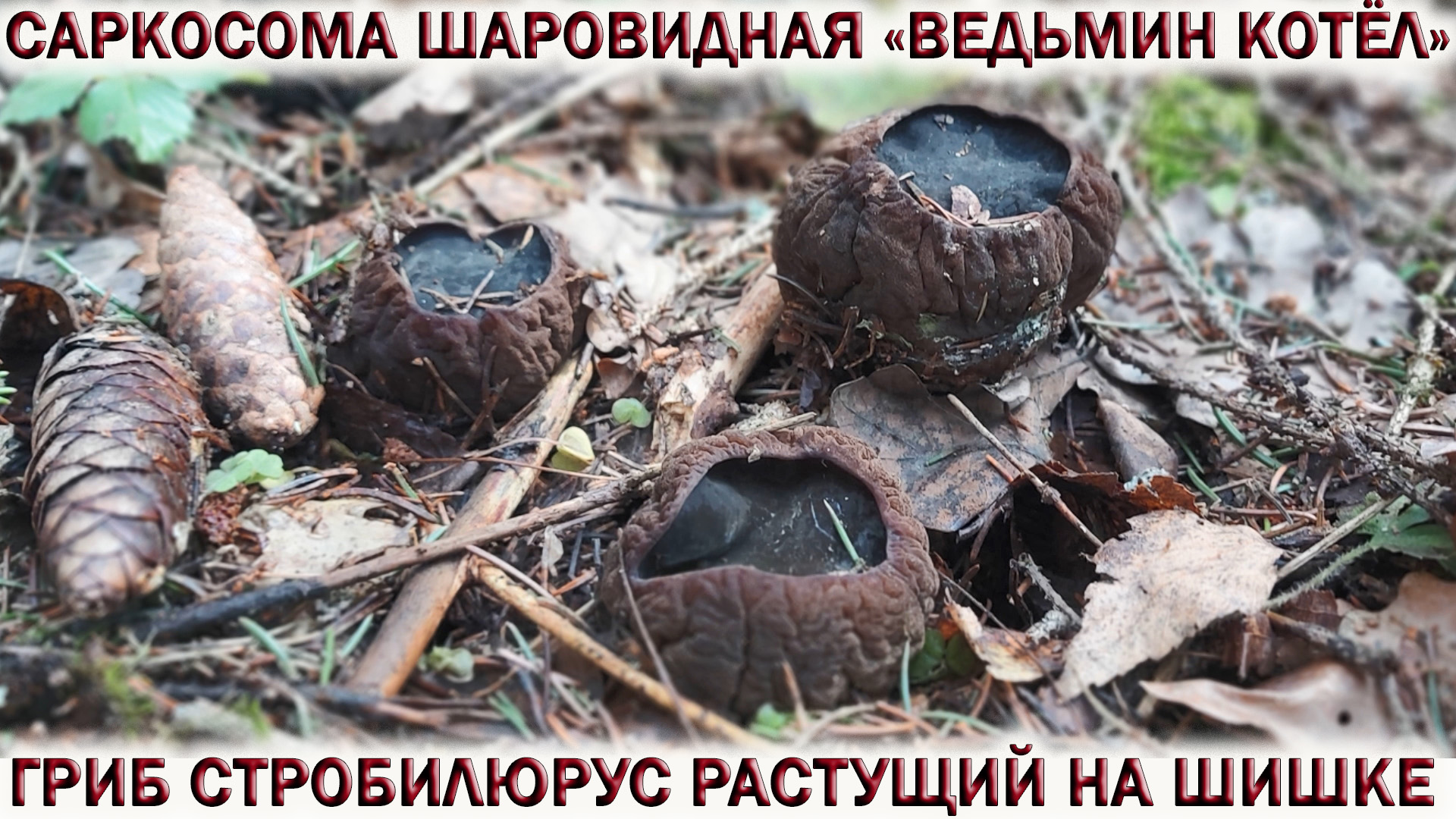 ❗Гриб САРКОСОМА ШАРОВИДНАЯ или «ВЕДЬМИН КОТЁЛ».?Весенние грибы 2022.✈ ИСТРЕБИТЕЛИ ВКС НАД ЛЕСОМ смотреть онлайн