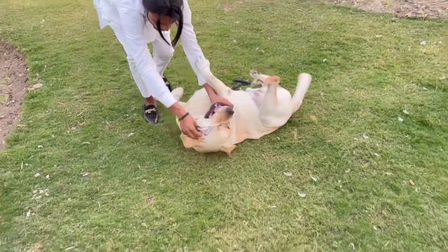 Top Quality Labrador With Puppies - For Sale - Labrador In Pakistan Top Line Quality смотреть онлайн