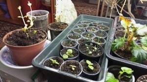 Что делать?Проснулась крупнолистная гортензия,на дворе январь ?.