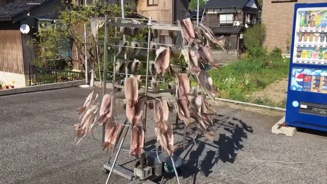 Making dried fish at Takeno-kaigan смотреть онлайн