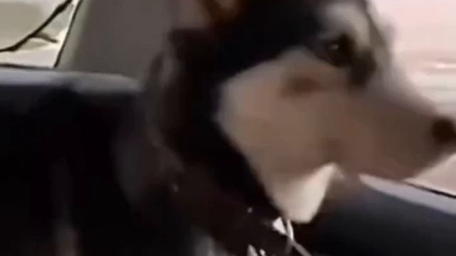 Эта собака круче любого!) смотреть онлайн